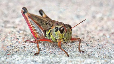 Grasshopper Closeup DSCF18245-6