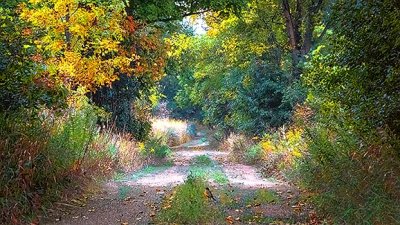 Country Lane 20140902