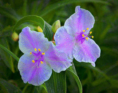 Pair Of Purple Flowers DSCF18304-6
