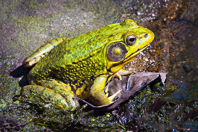 Bullfrog On A Leaf DSCF17577