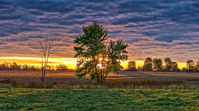 Tree In Clouded Sunrise P1000242