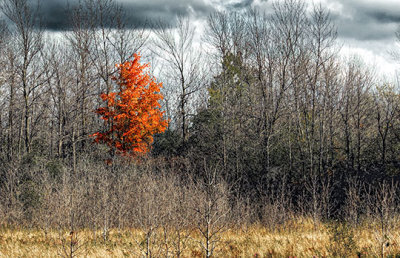 Lone Autumn Tree P1000472