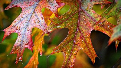 Wet Autumn Oak Leaves 20141016