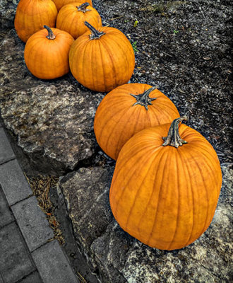 Pumpkins In A Row P1110281