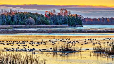 Gathering Of Migrating Geese At Sunrise 20141030