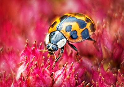 Ladybug Closeup P1020178
