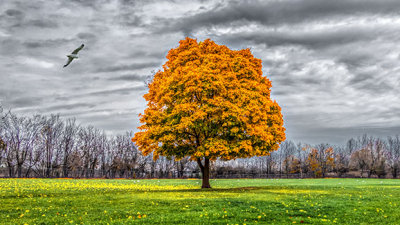 Lone Autumn Tree 20141106