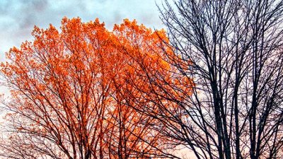 Autumn Tree In Sunrise Glow P1020160