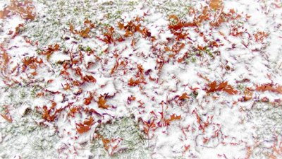 Snowy Autumn Leaves 20141116