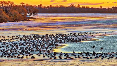 Migrating Geese Layover At Sunrise 20141121