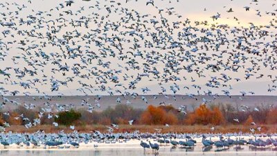 Snow Geese Flyout At Dawn 72885