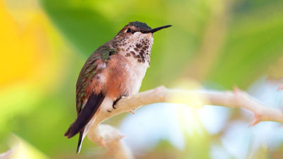 Hummingbird 76634