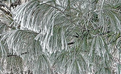 Frosty Pine Needles P1050781