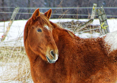 Equine Pal DSCF00471-3