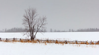Winter Tree & Rail Fence P1060804-6