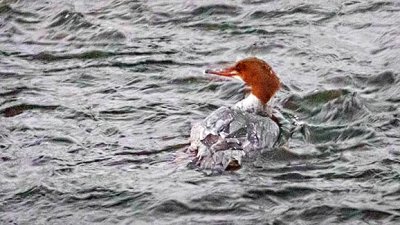 Swimming Merganser 20150218