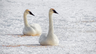 Swans On Ice 20150219