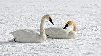 Swans On Ice DSCF0531