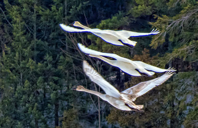 Three Swans Flying DSCF0604