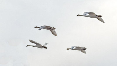 Four Swans Flying DSCF0608