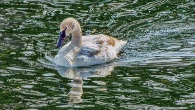 Swimming Swan DSCF0563-2