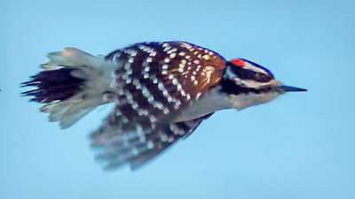 Woodpecker In Flight 20150322