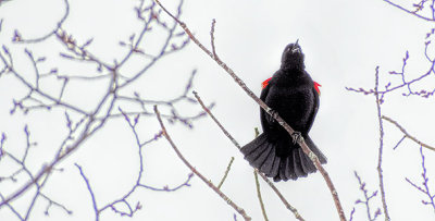 Red-winged Blackbird Singing DSCF00800