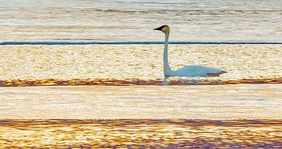 Swan At Sunrise 20150401