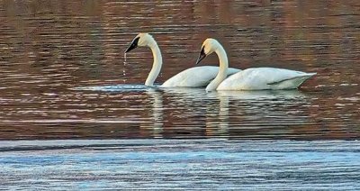 Two Swans Aswimming DSCF18719