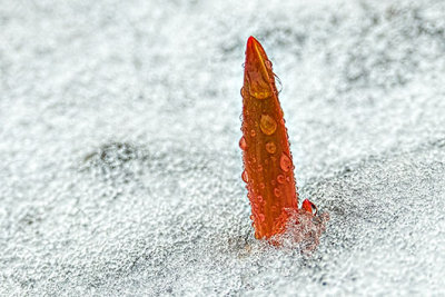 Wet Flower Sprout In Ice P1090339