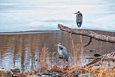 Two Herons Together 20150402
