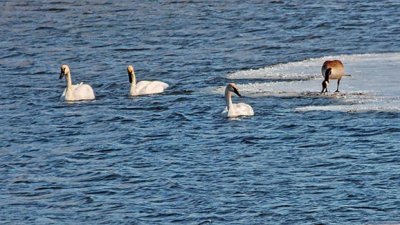 Three Swans & A Goose DSCF18797