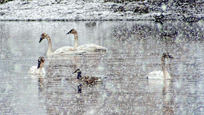 Swans & Goose In Snowstorm DSCF18940