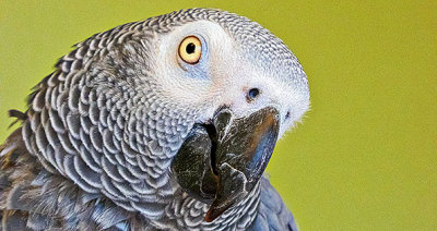 Grey Parrot Closeup 20150411