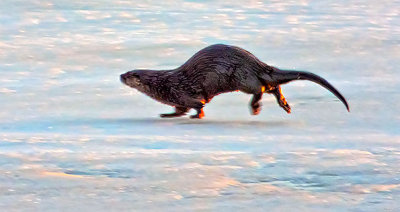 Otter On Ice At Sunrise 20150412