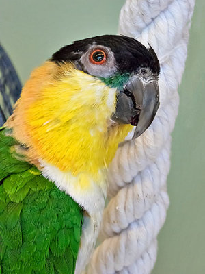 Parrot Closeup P1110548