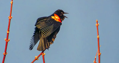 Red-winged Blackbird Singing 20150414