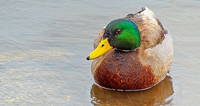 Wet Duck 20150420