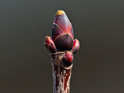 Red Maple Bud P1100570