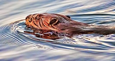 Swimming Beaver 20150425