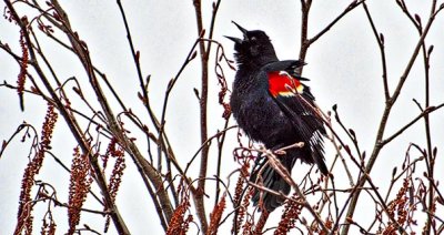 Red-winged Blackbird Singing DSCF19713
