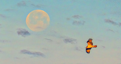 Moon & Osprey At Sunrise P1110591