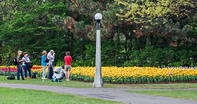 2015 Tulip Festival (P1110850)