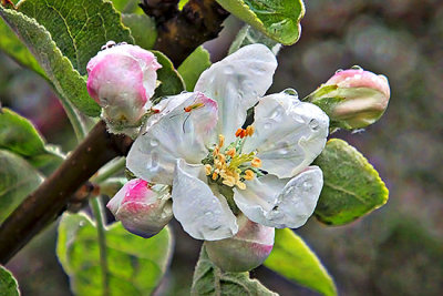 Wet Apple Blossom DSCF19895