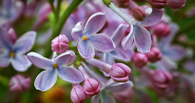 Lilac Closeup P1110958