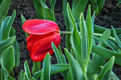 Tired Tulip P1120100-2