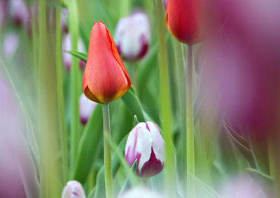 2015 Tulip Festival P1120021