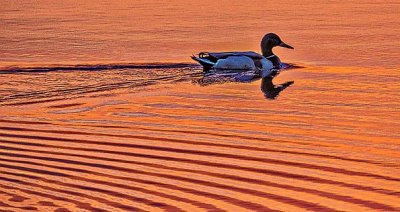 Swimming Duck At Sunrise P1120327