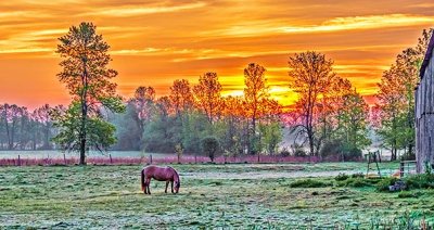 Grazing Horse At Sunrise P1120619
