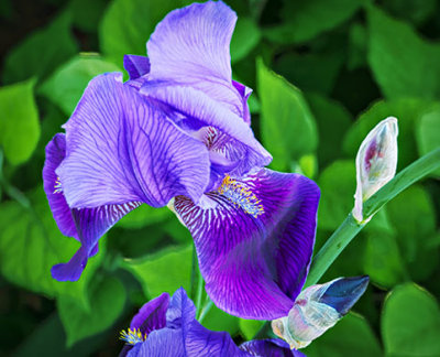 Purple Iris P1120655-7
